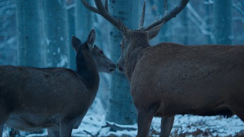 Körper und Seele 2017