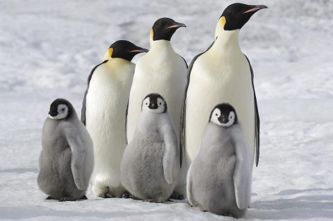 Die Reise der Pinguine 2 2016