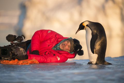 Die Reise der Pinguine 2 2016