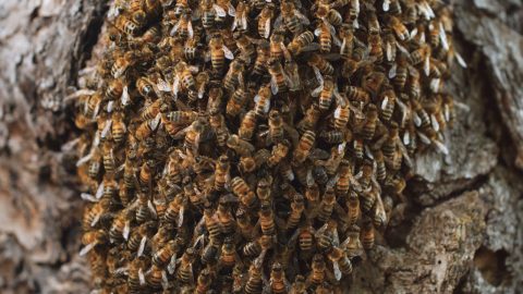 Tagebuch einer Biene - 2021