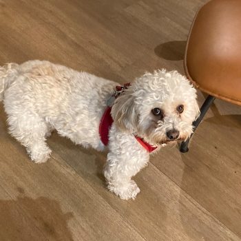 Désirée Nosbusch im Metropol - immer dabei: Désirées Hund Bowie