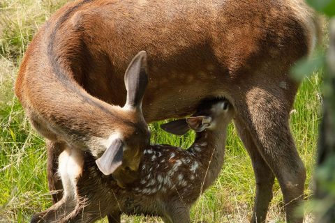 Bambi - 2024
