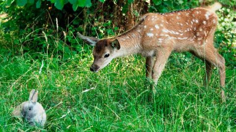 Bambi - 2024