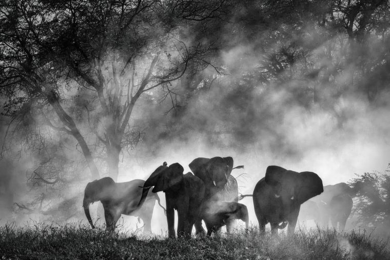 Werner Herzogs Ghost Elephants Werner Herzogs Ghost Elephants