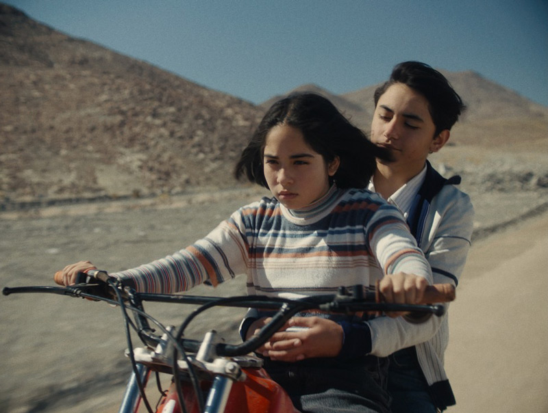 Der geheimnisvolle Blick des Flamingos - 2025