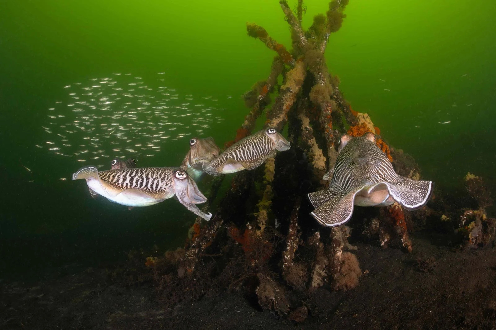 Die wilde Nordsee - 2025