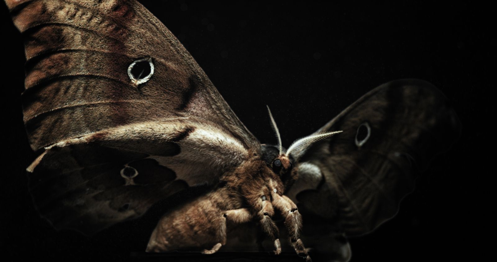 Insekten - 2026