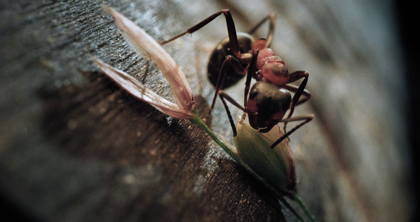 Insekten - 2026